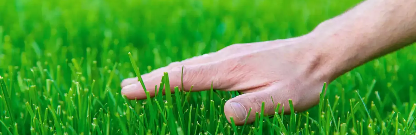 hand-on-lawn