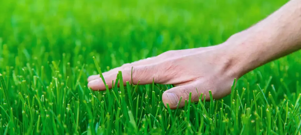 hand-on-lawn